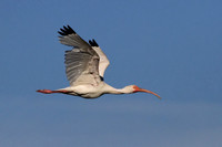 White Ibis