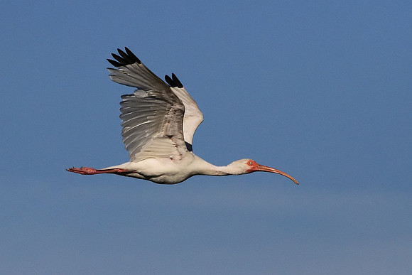 White Ibis