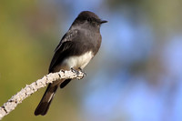 Black Phoebe