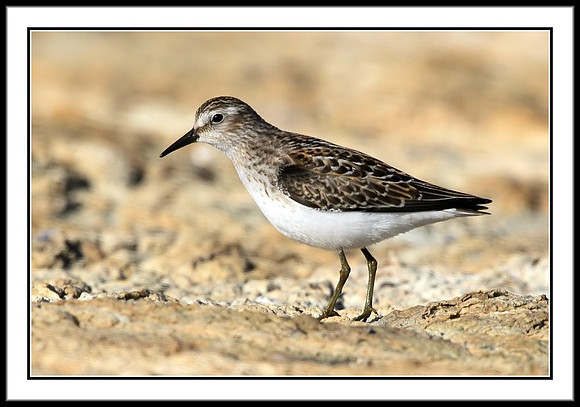 Sandpiper