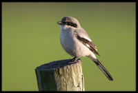 Loggerhead Shrike