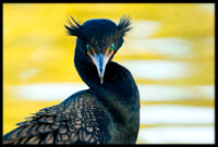 Double-crested Cormorant