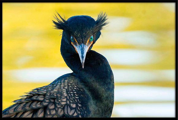 Double-crested Cormorant