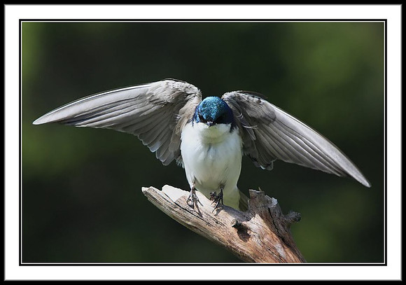 Tree Swallow