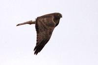 Northern Harriers