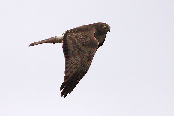 Northern Harrier