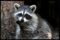 Raccoon