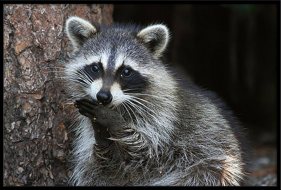 Raccoon