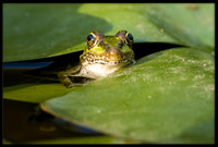 Rio Grande Leopard Frog