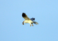 White-tailed Kite with prey (6 of 6)