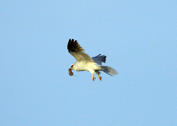 White-tailed Kite with prey (6 of 6)