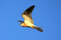 White-tailed Kite - juvenile