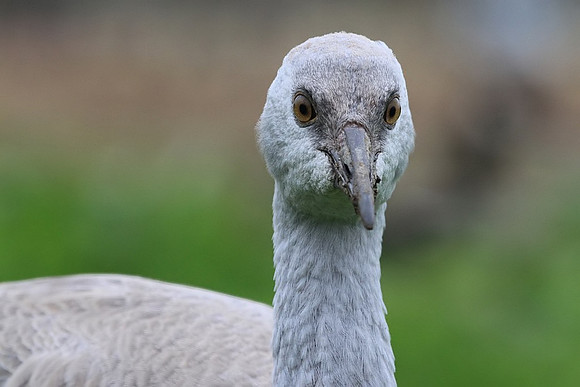 Sandhill Crane