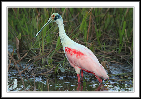 Spoonbill