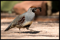 Gambel's Quail