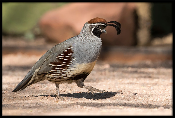 Gambel's Quail