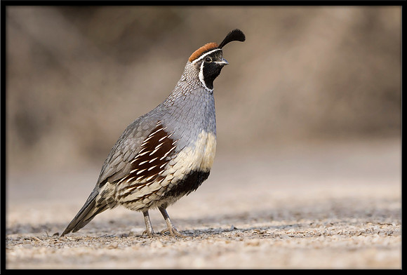 Gambel's Quail