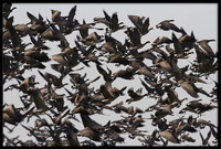 Cackling Geese