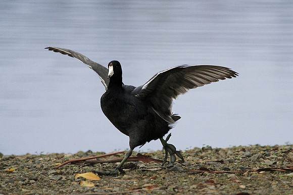 Coot