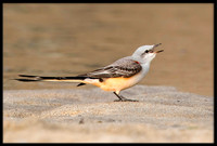 Scissor-tail Flycatcher