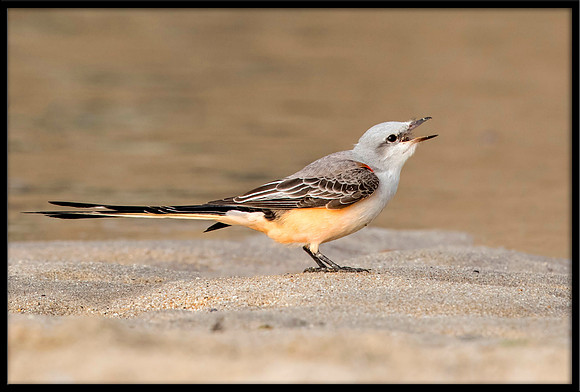 Scissor-tail Flycatcher