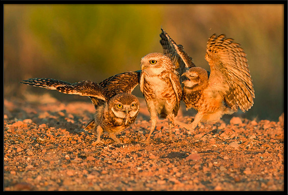 Burrowing Owl parent and juvies