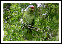 Lilac-crowned Amazon Parrot (wild in San Jose, CA)
