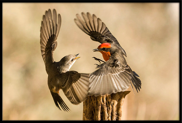 Vermilion Flycatcher