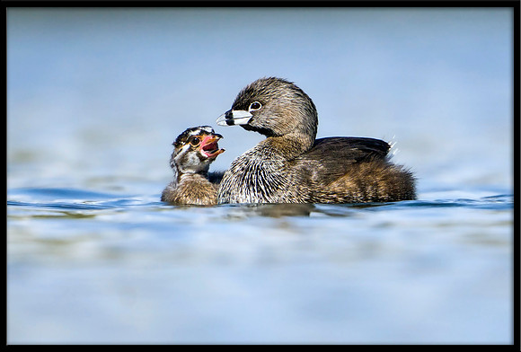 Pied-billed Grebe and chick