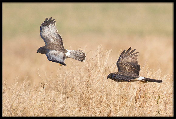 Northern Harrier couple