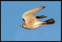 Kestrel