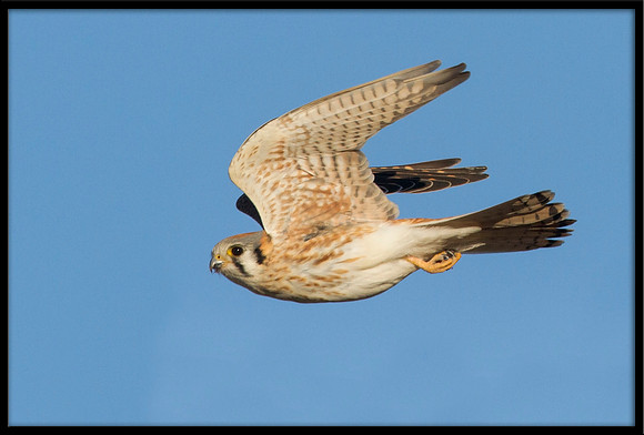 Kestrel
