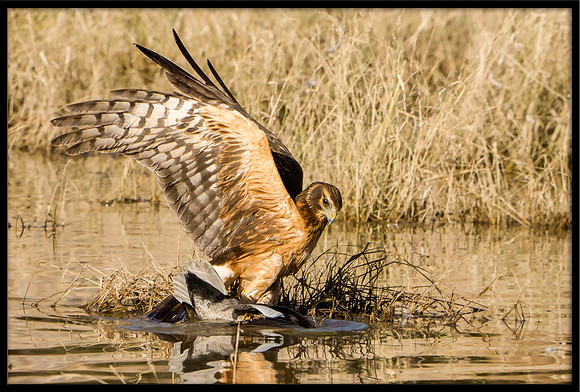 Northern Harrier with duck prey