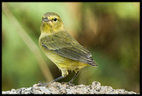 Orange-crowned Warbler