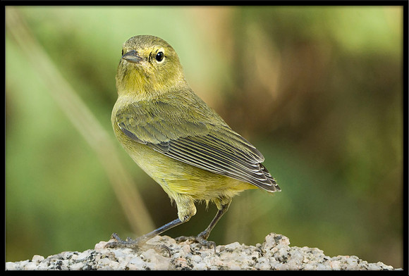 Orange-crowned Warbler