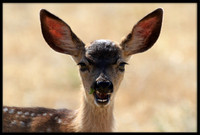 Deer