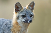 Foxes