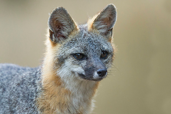 Grey Fox