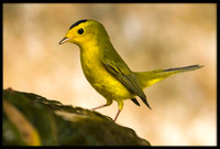 Wilson's Warbler