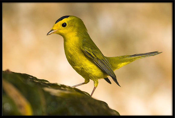 Wilson's Warbler