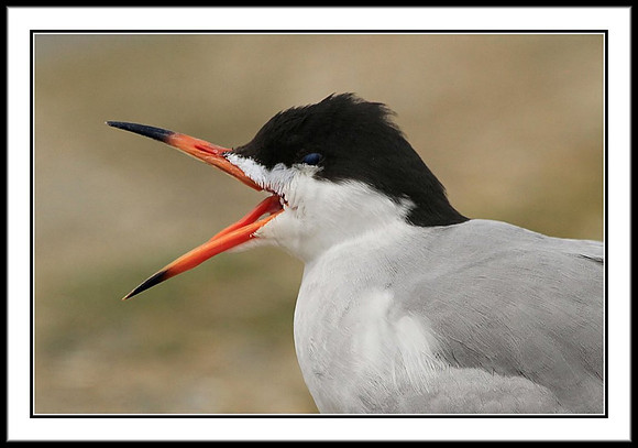 Tern calling