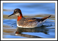 Red-necked Phalarope