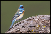 Lazuli Bunting