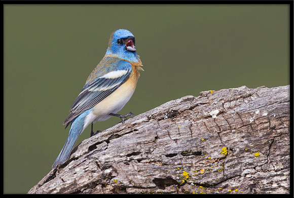Lazuli Bunting
