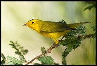 Wilson's Warbler