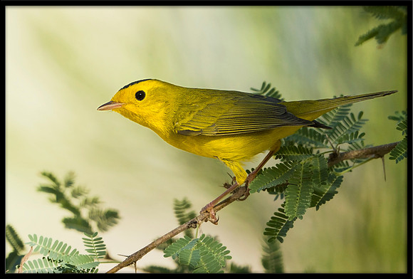 Wilson's Warbler