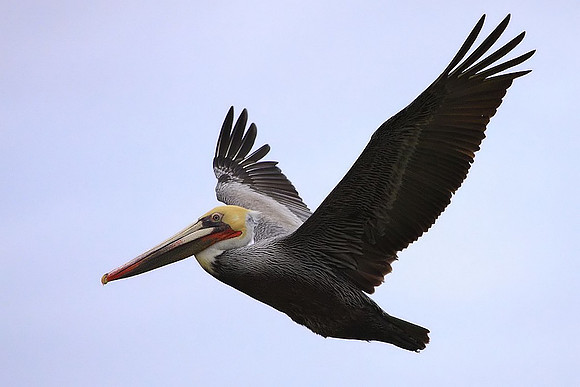 Brown Pelican