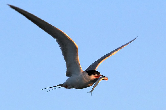 Tern with fish