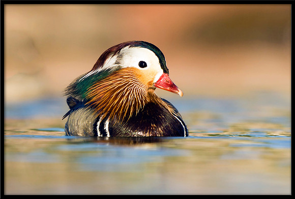 Mandarin Duck