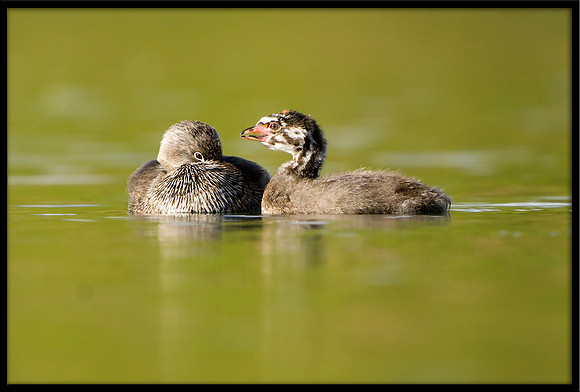 Pied-billed Grebe and chick